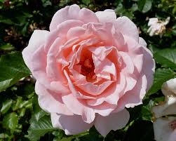 Bardou job, htcl, 1887 (1) (alcatraz red climber) scarlet blossoms with darker undertones, darker reverse. Rosa Cultivars L Wikimedia Commons