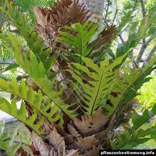 Image result for Drynaria volkensii