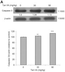 Nó là đơn vị khối lượng cơ bản thuộc hệ đơn vị quốc tế si. Tanshinone Iia Increases Protein Expression Levels Of Perk Atf6 Ire1a Chop Caspase 3 And Caspase 12 In Pancreatic Cancer Bxpc 3 Cell Derived Xenograft Tumors