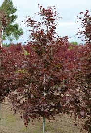 Image result for Fagus sylvatica