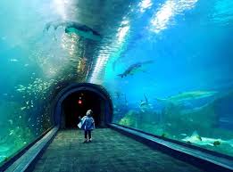 Maybe you would like to learn more about one of these? Vancouver Aquarium Acquired By Us Theme Park Operator Urbanized