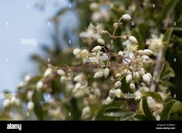 Image result for Clematis brachiata