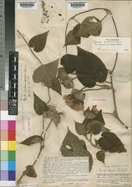 Image result for Ipomoea involucrata