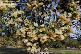 Image result for Nuxia floribunda