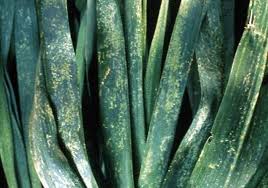 Image result for Onion Thrips