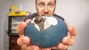 Killdeer Mama bird protecting her eggs.