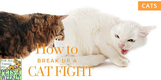 Before making a final decision to end the relationship, you should share your concerns or dissatisfactions, and try to work through them as a team. How To Break Up A Cat Fight Petsweekly Com
