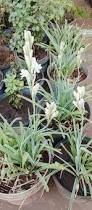Image result for Polianthes tuberosa
