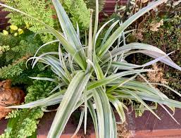 Astelia chathamica silver spear is worthy of specimen status. Astelia Silver Shadow Pp22195 Astelia Chathamica X Nervosa Silver Shadow Astelia Chathamica Silver Shadow Astelia X Silver Shaddow Plant Lust