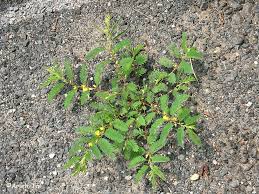 Image result for Chamaecrista