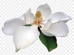 Magnolia White Magnolia Transparent Hd Png Download 1200x866 1134939 Pngfind Download magnolia transparent png images background category. magnolia transparent hd png download