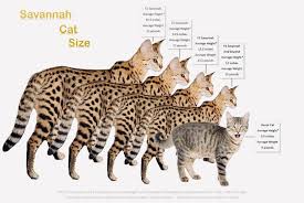 Pictures of the parents included. Savannahland Cattery