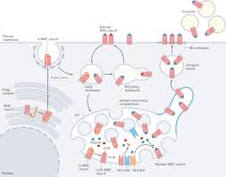 Image result for Antigen Processing