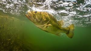 Maybe you would like to learn more about one of these? Best Crystal Clear Underwater Bass Fishing Footage Ever Youtube