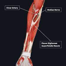 All together they help hold your upper arm in place in the shoulder socket. Muscle Compartments Of The Forearm Complete Anatomy