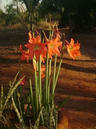 Image result for Hippeastrum puniceum