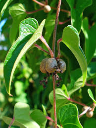 Der botanische garten des kit. Earth And Space News Americanized Chinese Yam Gardens Exotic Yams For Taming And Tasting