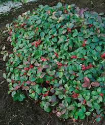 Winter splash is the only variegated wintergreen plant available, adding pops of white and pink to the festive displays of color. A Cold Hardy Christmas Plant Laidback Gardener