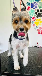 🌞 Good Morning! 🐾 We hope you had a fantastic weekend! After all that  rain, we know some pups are carrying around a little extra “eau de wet dog”  — but don't