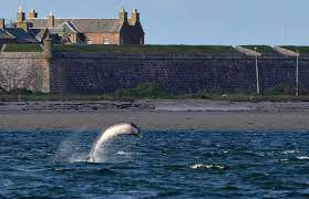 More images for chanonry point » Chanonry Point Coast In Inverness Thousand Wonders