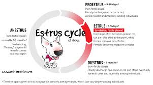 The Dog Heat Cycle Explained For Owners Of Intact Females