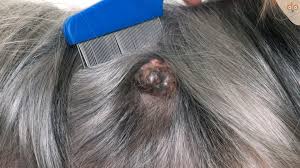 Häufige Hundekrankheiten: Der Abszess