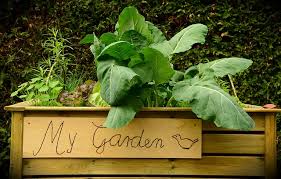 There's also an excellent article that outlines how to prepare and amend garden soil that i recommend you check out. 5 Tips For Improving Your Raised Bed Garden Soil Clean Air Gardening