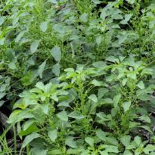 Image result for Acalypha ciliata