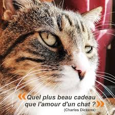 Quel Plus Beau Cadeau Que L Amour D Un Chat Citation Chat Chat Paroles De Chat