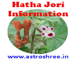 Hatha Jori Is What The rare plant root is found only in remote areas of nepal and central india. hatha jori is what