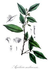Image result for Thymelaeaceae