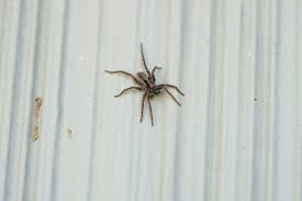 Image result for wolf spider bite skin