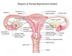 The uterus and ovaries are particularly affected by atrophy (shrinkage) after the menopause. Female Reproductive System Image Diagram Royalty Free Uterus Stock Photo Female Reproductive System Reproductive System Female Reproductive System Anatomy