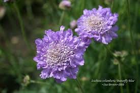 Pin On Garden Ideas