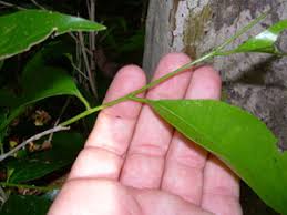 Image result for Drypetes gerrardii