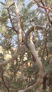 Image result for Acacia haematoxylon