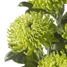 Chrysanthemum Anastasia Dark Green Chrysanthemum Plant Chrysanthemum Chrysanthemum Seeds