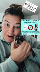 What Do I Feed A Newborn Baby Raccoon