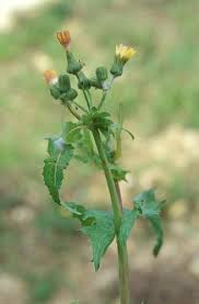 Image result for Sonchus oleraceus