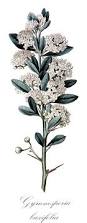 Image result for Allocassine laurifolia