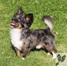 Blue Merle Chihuahua Long Coat Merle Chihuahua Blue Merle Chihuahua Chihuahua