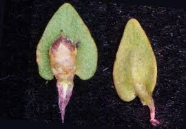 Image result for Rotala capensis