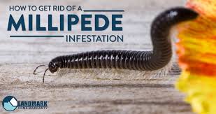 In fact, it's much more likely to curl up into a tight little ball. Learn About Millipedes And Infestations Of Them