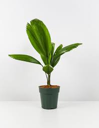 Image result for Licuala grandis