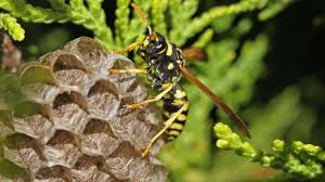 The Life Cycle Of Wasps: A Comprehensive Guide