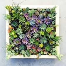 Les Plantes Succulentes Sont Une Option Impeccable Lorsqu Il S Agit D Une Deco Deco Dune Impeccable Les Bunte Sukkulenten Pflanzen Vertikaler Garten
