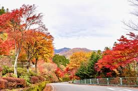 Shop designer men's and women's clothing, shoes & accessories with worldwide delivery. 10 Best Places For Autumn Leaves In Kanto 2019