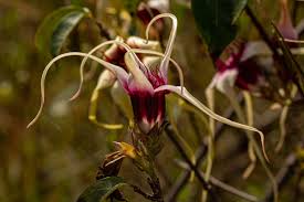 Image result for Strophanthus