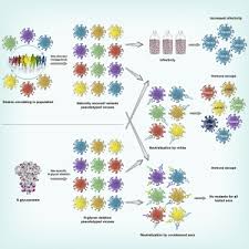 In this video, we take a look at the spike protein mutations from the newly emerged variants in the united states. The Impact Of Mutations In Sars Cov 2 Spike On Viral Infectivity And Antigenicity Sciencedirect