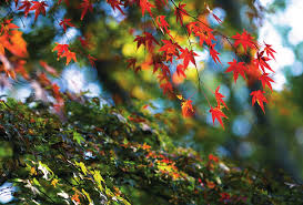 Image result for Pittosporum fulvotomentosum